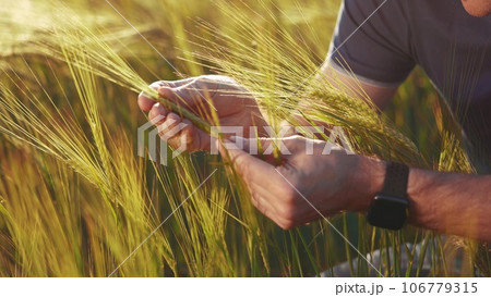 Agriculture. farmer hands hold spikelets of yellow ripe wheat in the field. agriculture business concept. close-up of a farmer hands examining sprouts of ears of ripe sunset wheat at in farm an field 106779315