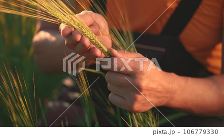 Agriculture. farmer hands hold spikelets of yellow ripe wheat in the field. agriculture business concept. close-up of a farmer hands examining sprouts of ears farm sunset of ripe wheat at in an field 106779330