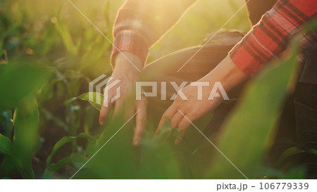 corn agriculture. farmer a agronomist examines green sprouts of corn during irrigation in the field. irrigation agriculture business concept. male farmer working lifestyle in a field with green corn corn agriculture. farmer a agronomist examines green sprouts of corn during irrigation in the field. irrigation agriculture business concept. male farmer working lifestyle in a field with green corn 106779339