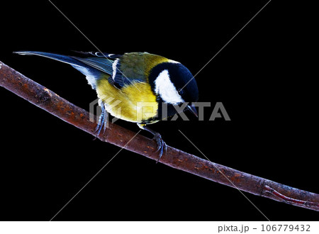 Tit. Bird on black isolated background with clipping path. A tit sits on a branch. Close-up. Nature. Tit. Bird on black isolated background with clipping path. A tit sits on a branch. Close-up. Nature. 106779432