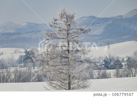 美瑛　冬の新栄の丘と霧氷 106779587