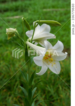 花 フラワー お花 106779680