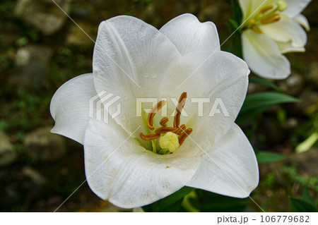 花 フラワー お花 106779682