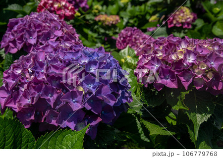 花 フラワー お花 106779768