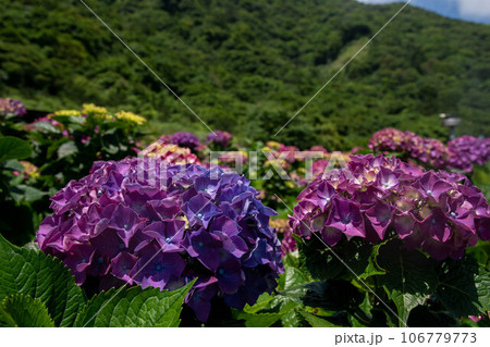 花 フラワー お花 106779773