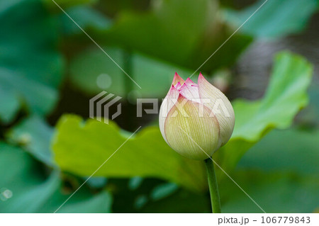 花 フラワー お花 106779843