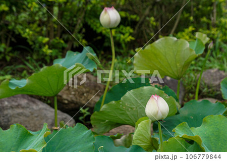 花 フラワー お花 106779844
