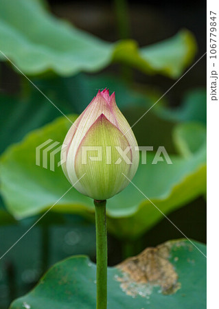花 フラワー お花 106779847