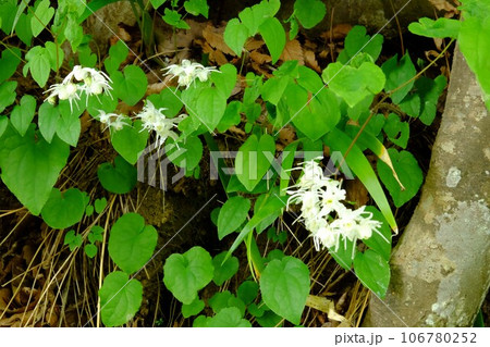 白いイカリソウの花 【相模原市津久井 4月】 白いイカリソウの花 【相模原市津久井 4月】 106780252