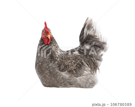 gray rooster isolated on white background 106780389