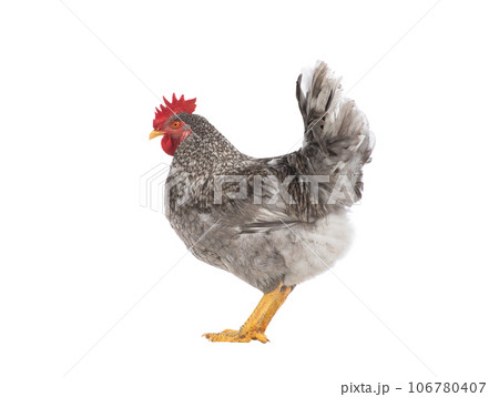 gray rooster isolated on white background gray rooster isolated on white background 106780407