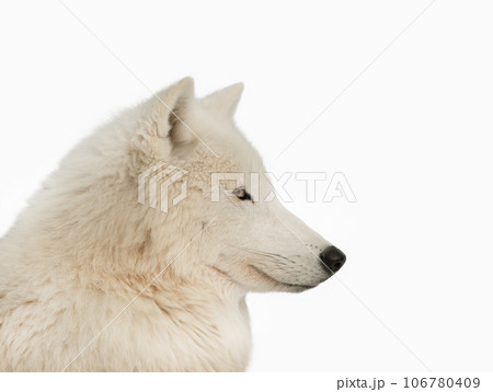 portrait polar white wolf isolated on white background portrait polar white wolf isolated on white background 106780409