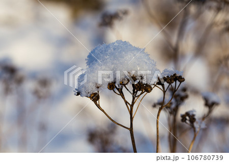 Frozen plant with selective focus Frozen plant with selective focus 106780739