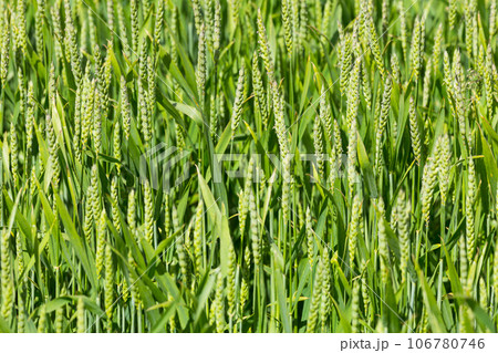 green wheat field 106780746