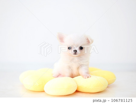 チワワパピー 106781125