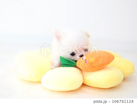 チワワパピー チワワパピー 106781128