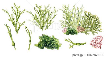 Set of green sea plant watercolor illustration isolated on white background. Ascophyllum, kelp, herb seaweed hand drawn. Design element for package, label, advertising, wrapping, marine collection 106782082