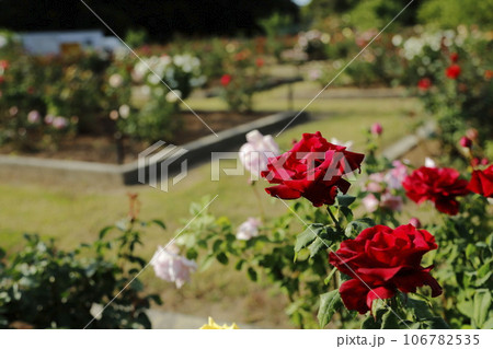 荒尾市 おもやい市民花壇 バラの花、 荒尾市 おもやい市民花壇 バラの花、 106782535