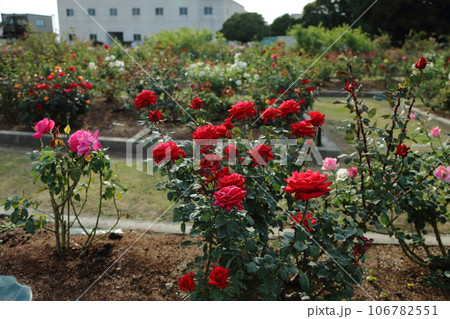荒尾市　おもやい市民花壇　バラの花、 106782551