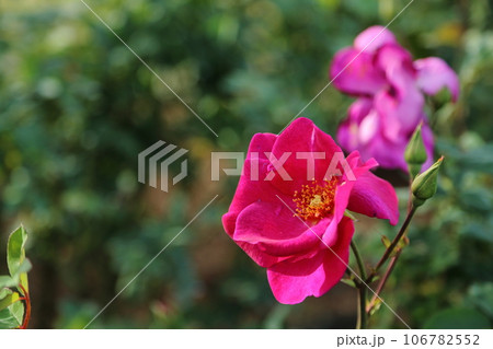 荒尾市　おもやい市民花壇　バラの花、 106782552