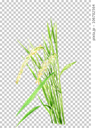 Illustration of ripe rice painted in watercolor White background Transparent background 106782564