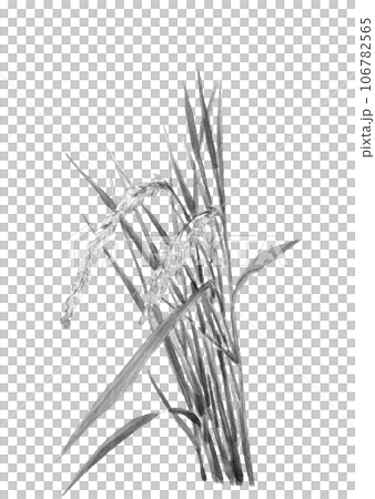 水墨畫風格、白色背景、透明背景繪製的成熟稻米的單調插圖 106782565
