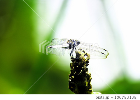 塩辛トンボ 106783138