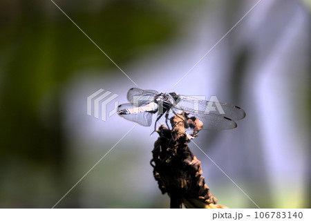 塩辛トンボ 106783140