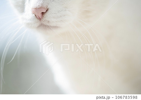 猫のヒゲ 猫のヒゲ 106783598