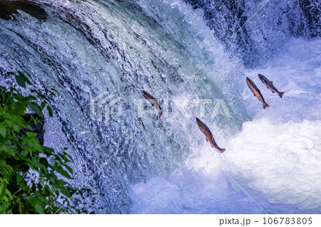 さくらの滝を遡上するサクラマス 106783805