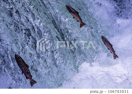 さくらの滝を遡上するサクラマス さくらの滝を遡上するサクラマス 106783831