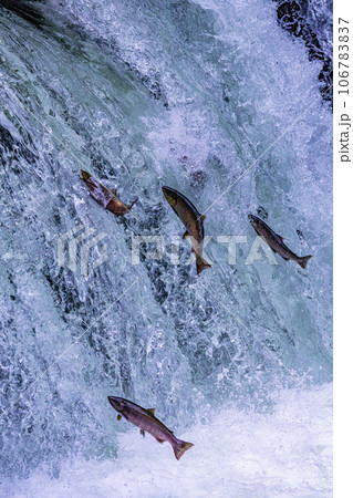 さくらの滝を遡上するサクラマス 106783837