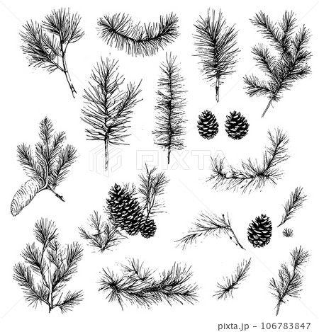 Vector line drawing. Christmas tree branches and cones drawn by a black line on a white background. Collection of Christmas decorative items. Vector line drawing. Christmas tree branches and cones drawn by a black line on a white background. Collection of Christmas decorative items. 106783847