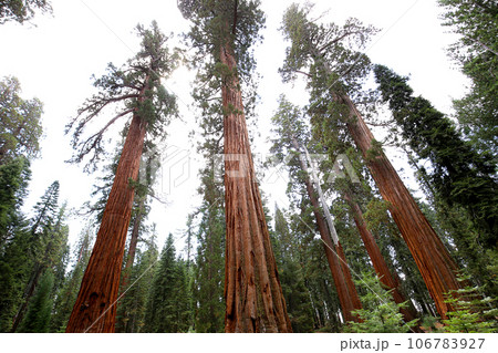 Sequoias at Mariposa Grove, Yosemite national park, california, usa 106783927