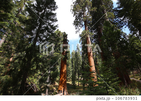 Sequoias at Mariposa Grove, Yosemite national park, california, usa Sequoias at Mariposa Grove, Yosemite national park, california, usa 106783931