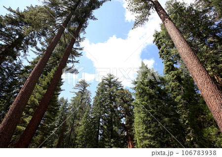 Sequoias at Mariposa Grove, Yosemite national park, california, usa Sequoias at Mariposa Grove, Yosemite national park, california, usa 106783938