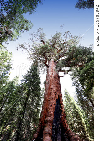 Sequoias at Mariposa Grove, Yosemite national park, california, usa 106783942