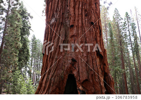 Sequoias at Mariposa Grove, Yosemite national park, california, usa 106783958