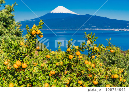 【静岡県】もうすぐ収穫・みかん畑の向こうに富士山 106784045