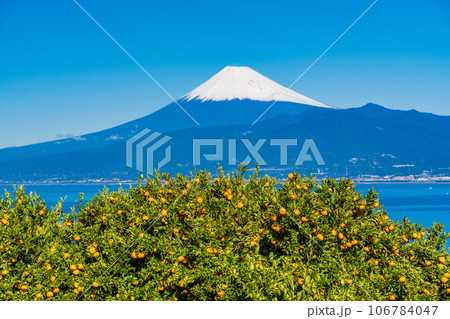【静岡県】もうすぐ収穫・みかん畑の向こうに富士山 106784047