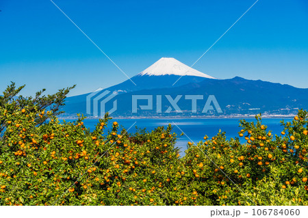 【静岡県】もうすぐ収穫・みかん畑の向こうに富士山 106784060