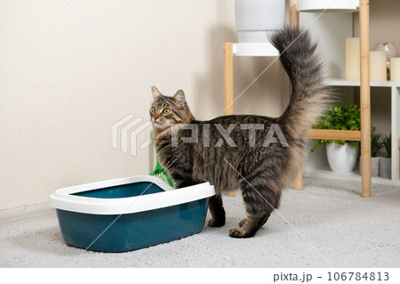 A domestic cat is accustomed to the toilet, a litter box A domestic cat is accustomed to the toilet, a litter box 106784813