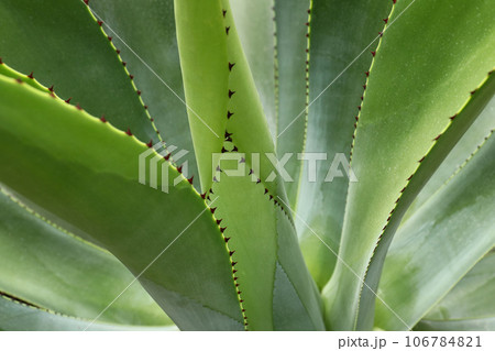 Abstract image of the leaves of the agave - shallow depth of field 106784821