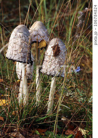Shaggy mane mushroom in a grass Shaggy mane mushroom in a grass 106784824