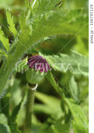 Oriental poppy Feuerriese Oriental poppy Feuerriese 106785129