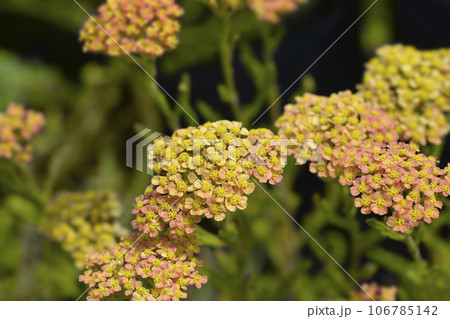 Milly Rock Yellow Terracotta Yarrow 106785142