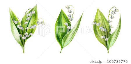 Watercolor set of bouquets of lilies of the valley flowers isolated on white background. Spring hand painted illustration. For designers, wedding, decoration, postcards, wrapping paper, scrapbooking, 106785776