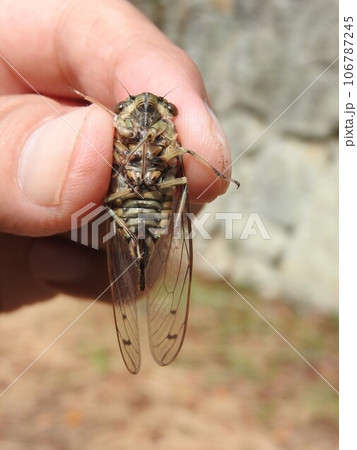 手に持ったセミ「ツクツクボウシ」メスの腹側 106787245