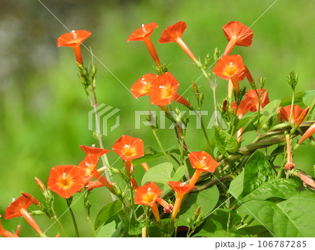 満開の「マルバルコウソウ」 満開の「マルバルコウソウ」 106787285