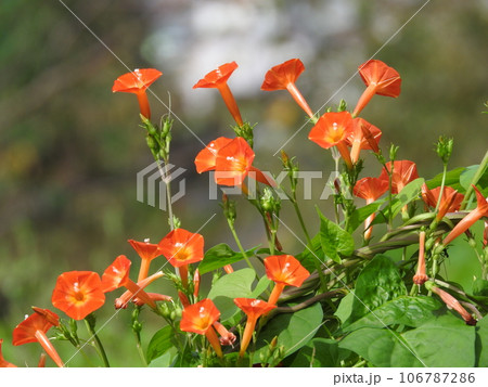 満開の「マルバルコウソウ」 満開の「マルバルコウソウ」 106787286